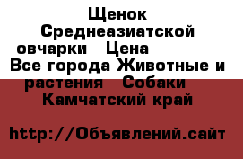 Щенок Среднеазиатской овчарки › Цена ­ 35 000 - Все города Животные и растения » Собаки   . Камчатский край